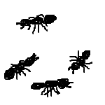 ants